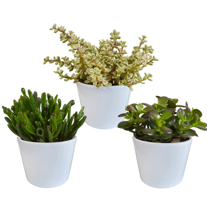 crassula-mix-10-5-cm-3x-in-witte-pot