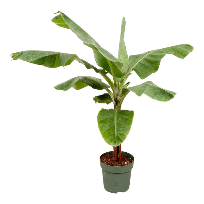 bananenplant-musa-150cm-o30