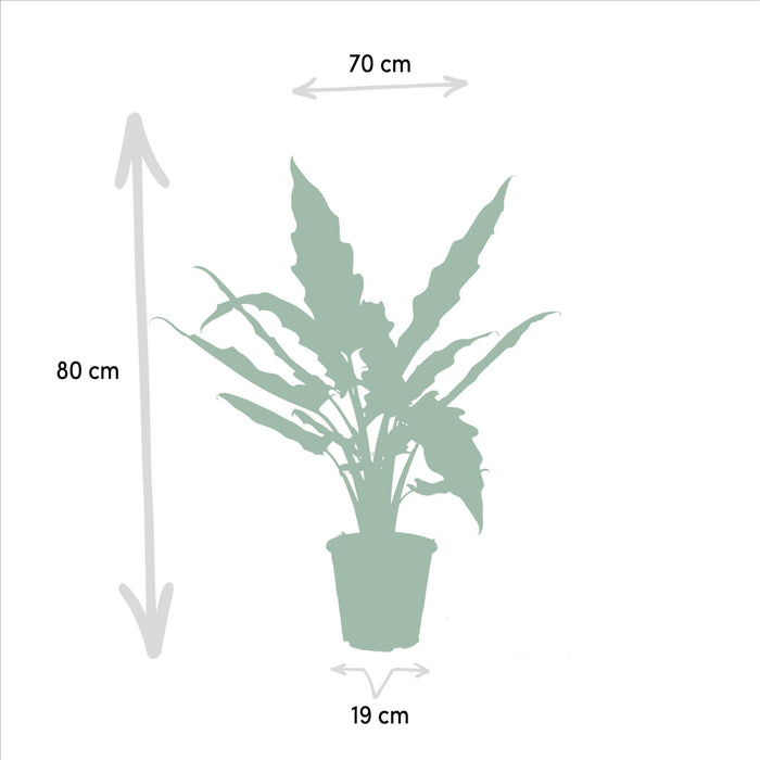 alocasia-zebrina-75cm-o19cm-alocasia-cucullata-60cm-o19cm-alocasia-lauterbachiana-75cm-o19cm