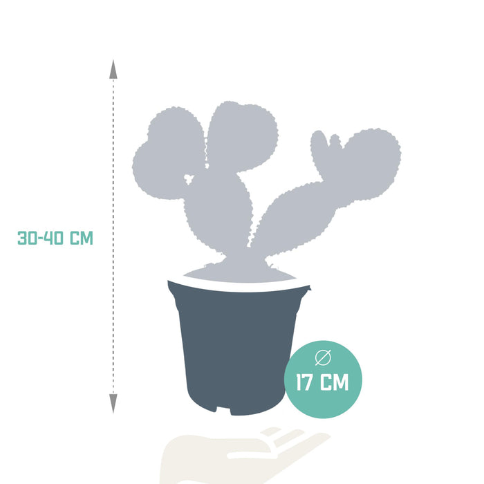 opuntia-microdasys-17cm-zonder-pot