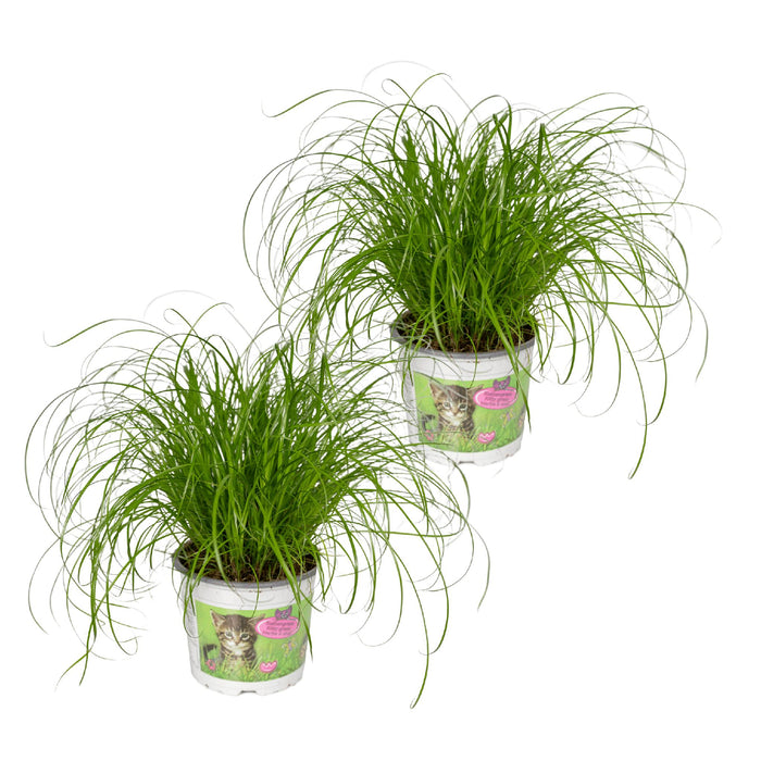 2x-cyperus-alternifolius-kattengras-20cm-o12