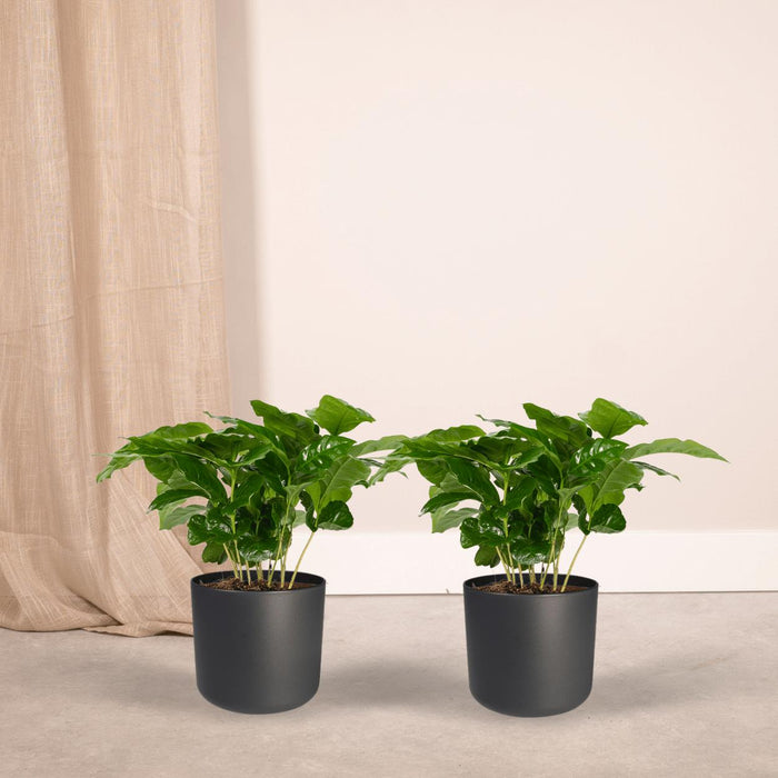 2x-coffea-arabica-koffieplant-25cm-o12