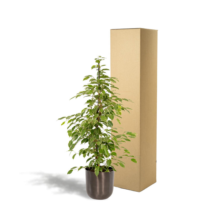 ficus-benjamina-goldenking-95cm-o21cm-pot-mayk-lead