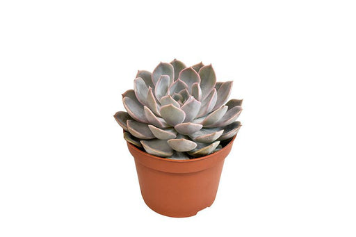 echeveria-grande-cinza-o10-5cm-↕15cm