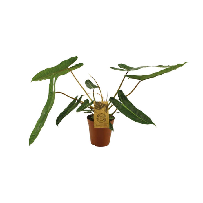 philodendron-billetiae-o15cm-↕50cm