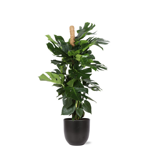 monstera-deliciosa-mosstok-o27cm-↕150cm-in-boule-antraciet-pot