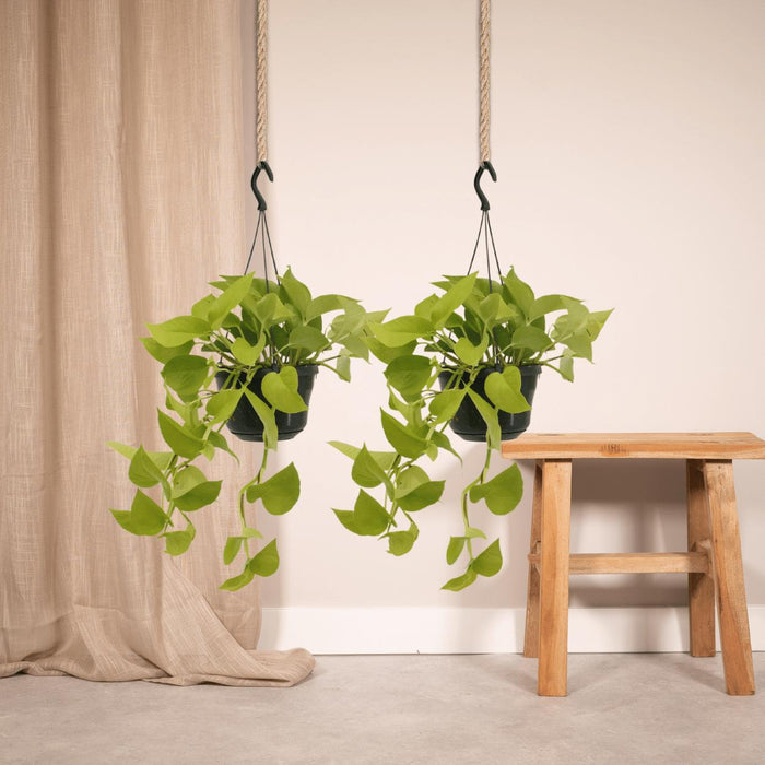 2x-epipremnum-golden-pothos-scindapsus-25cm-o15