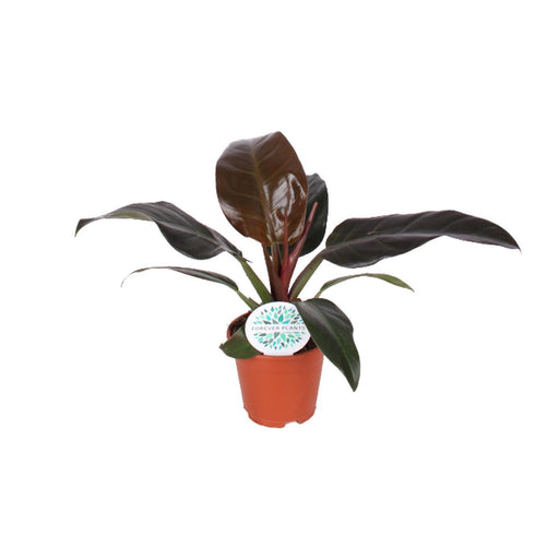 philodendron-imperial-red-o17cm-↕50cm-1