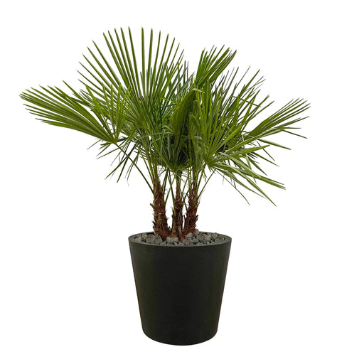 trachycarpus-multi-stam-180cm-o45