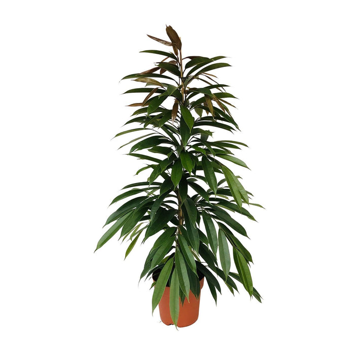 ficus-binnendijkii-amstel-king-o21cm-↕95cm