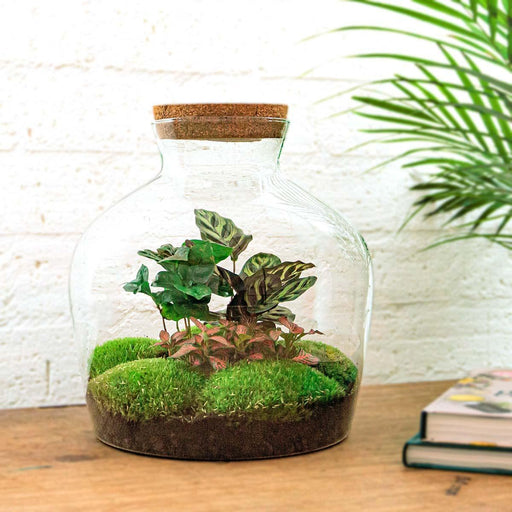 diy-terrarium-fat-joe-coffea-↕-30-cm-rake-shovel-tweezer-scissors