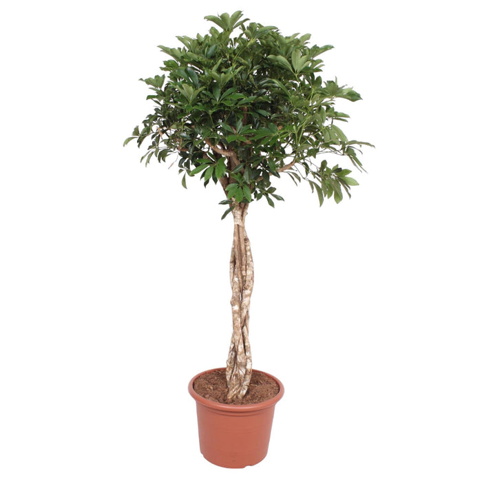 schefflera-arboricola-compacta-gevlochten-stam-180-cm-o45