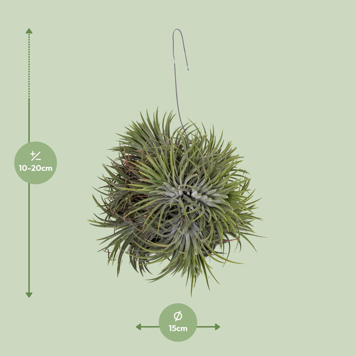 tillandsia-ionantha-abdita-o15cm-↕20cm