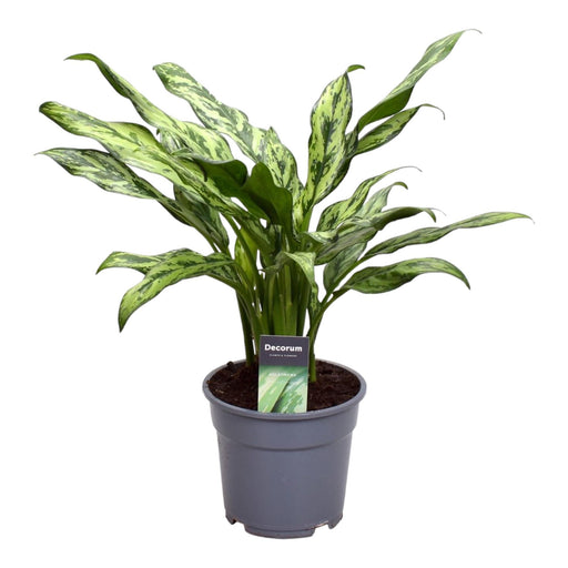 aglaonema-juliette-40-cm-o12