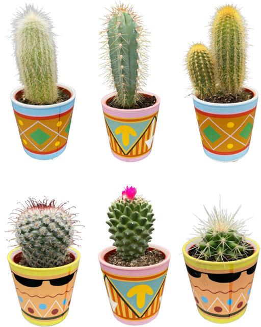 cactus-mix-↕8-15cm-6-stuks-picaso-o7-5-cm