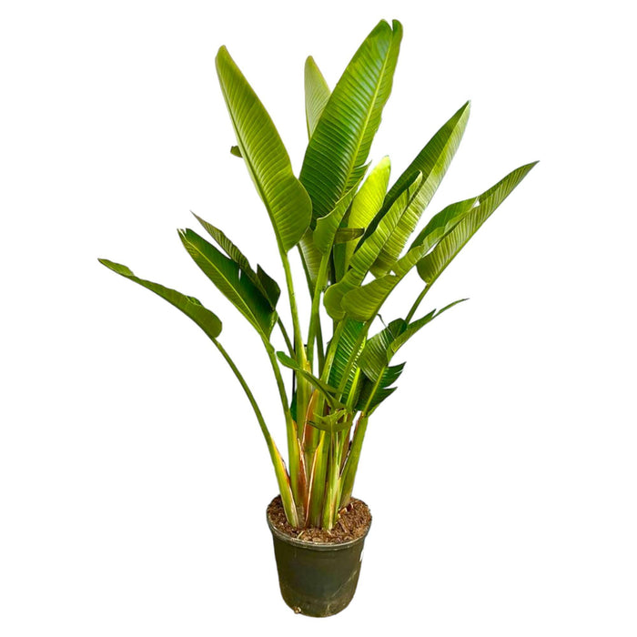 strelitzia-augusta-multi-stam-xxl-225-cm-o40