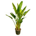 strelitzia-augusta-multi-stam-xxl-225-cm-o40