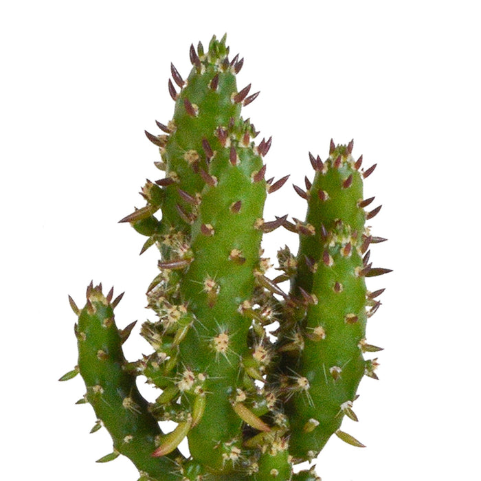 cactus-mix-5-5-cm-5x-in-witte-pot