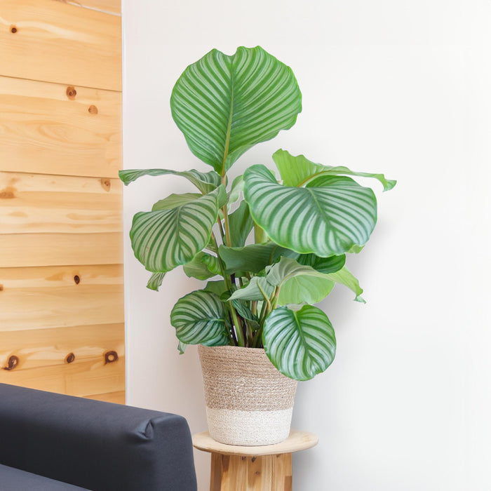 calathea-orbifolia-met-lissabon-mand-wit