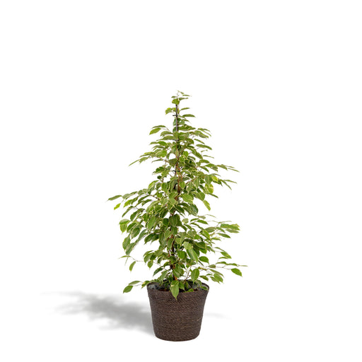 ficus-benjamina-goldenking-95cm-o21cm-mand-igmar