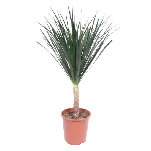 dracaena-draco-140-cm-o27