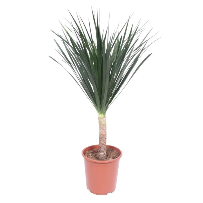 dracaena-draco-140-cm-o27