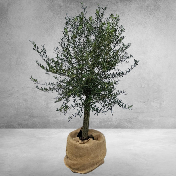 olea-europaea-op-stam-35-liter-olijf-op-stam