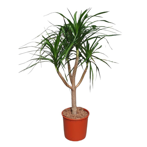 dracaena-draco-vertakt-160-cm-o34