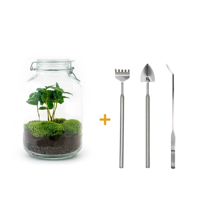 diy-terrarium-jar-coffea-arabica-↕-28-cm-rake-shovel