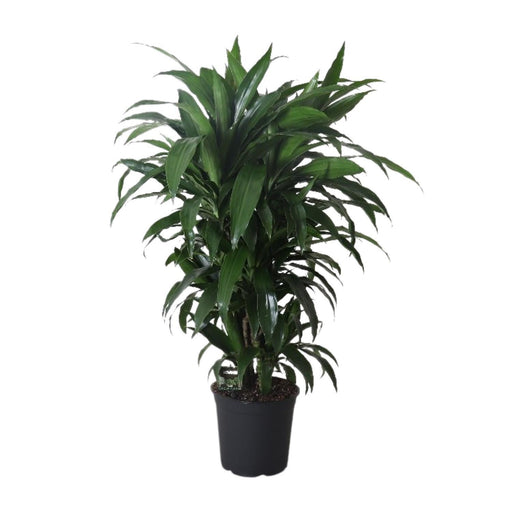 dracaena-frag-janet-craig-o27cm-↕120cm