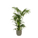 kentia-palm-o27cm-↕160cm-in-boule-olijf-pot