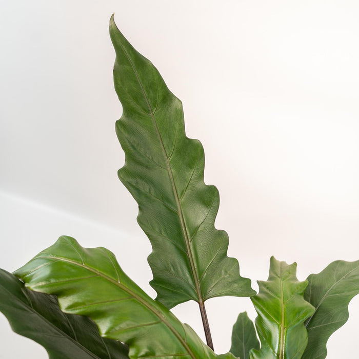 alocasia-lauterbachiana-80cm-o19cm-pot-mayk-gold