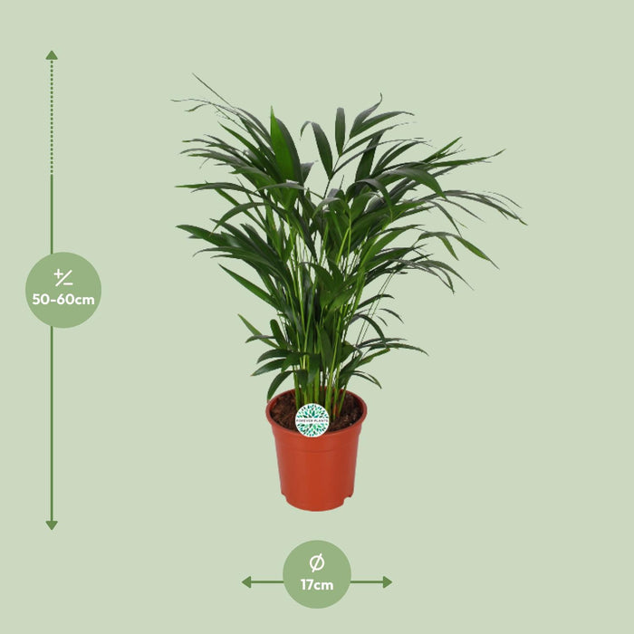 areca-dypsis-lutescens-o17cm-↕60cm