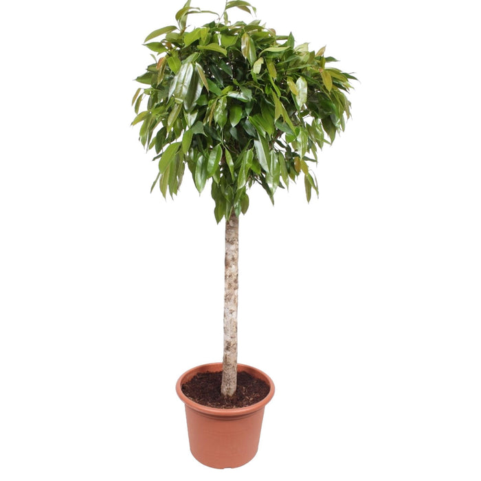 ficus-amstel-king-180-cm-o40