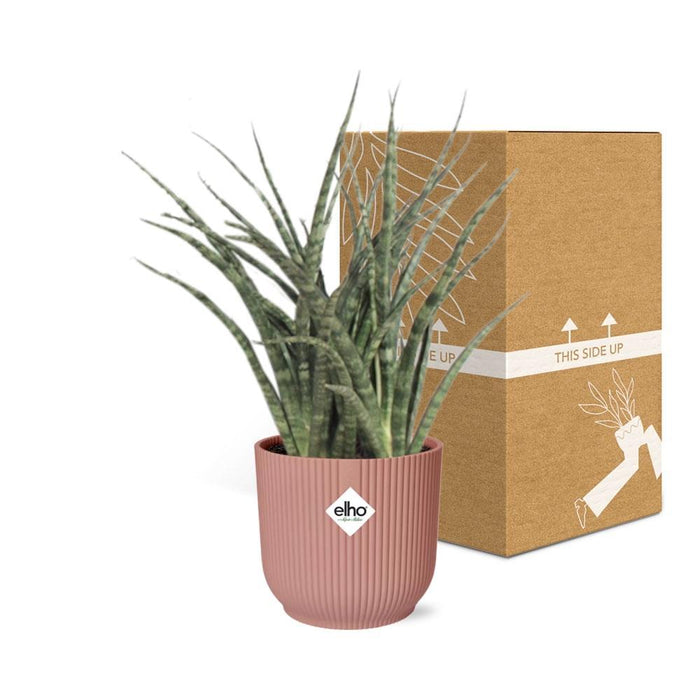 sansevieria-fernwood-punk-in-elho-vibes-fold-14cm-roze