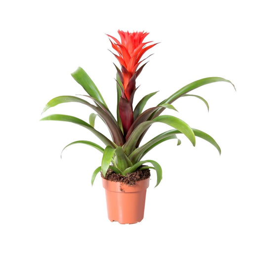 guzmania-rockyflower-hope-o12cm-↕43cm