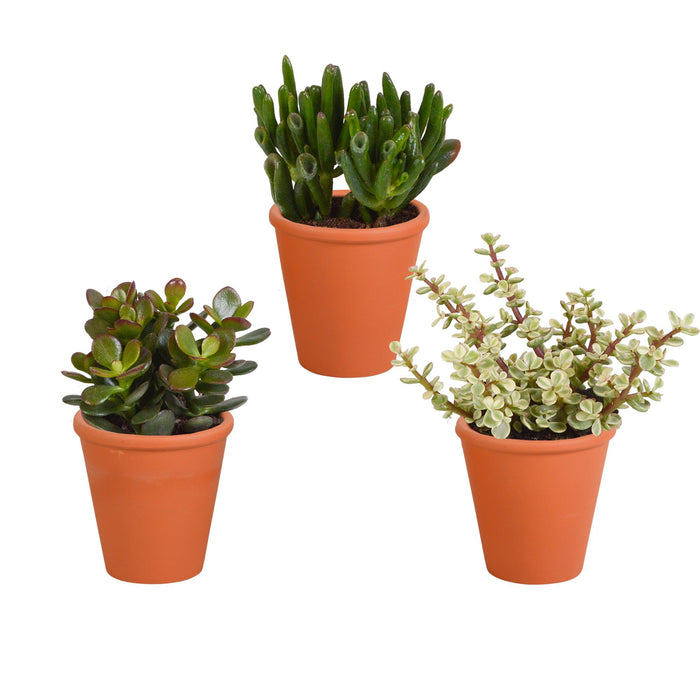 crassula-mix-8-5-cm-3x-in-terracotta-pot