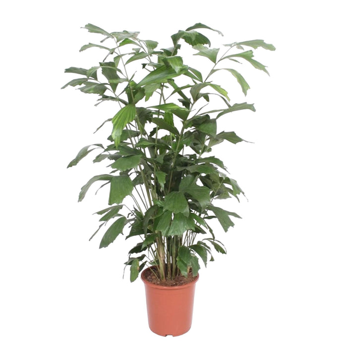 caryota-mitis-140-cm-o27