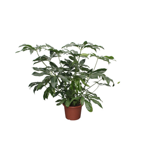 philodendron-green-wonder-xl-140-cm-o45