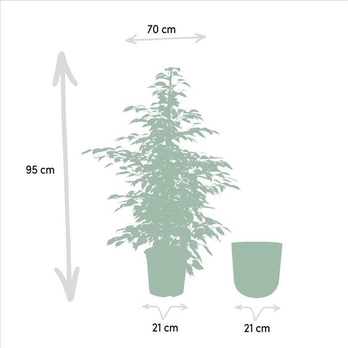 ficus-benjamina-twilight-95cm-o21cm-pot-mayk-lead