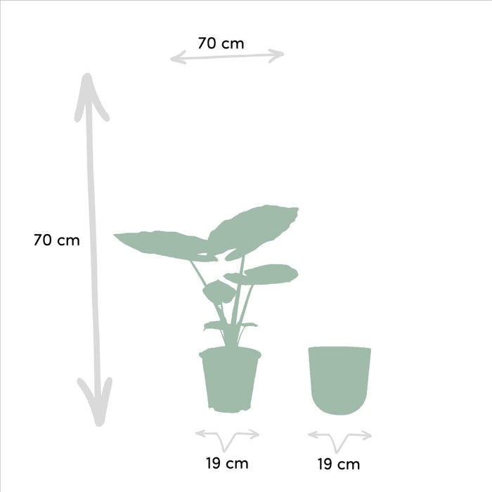 alocasia-macrorrhiza-70cm-o19cm-pot-mayk-lead