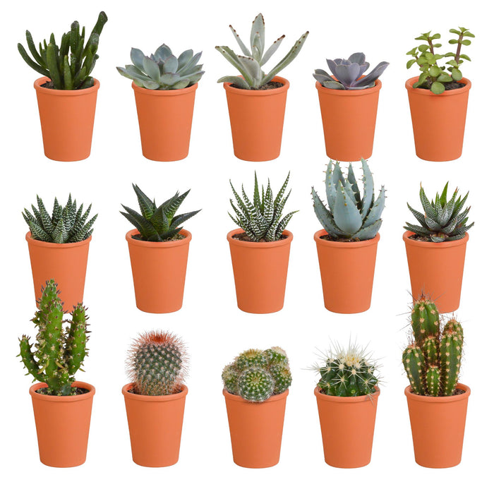 cactus-en-vetplanten-mix-5-5-cm-15-stuks-in-terracotta-pot