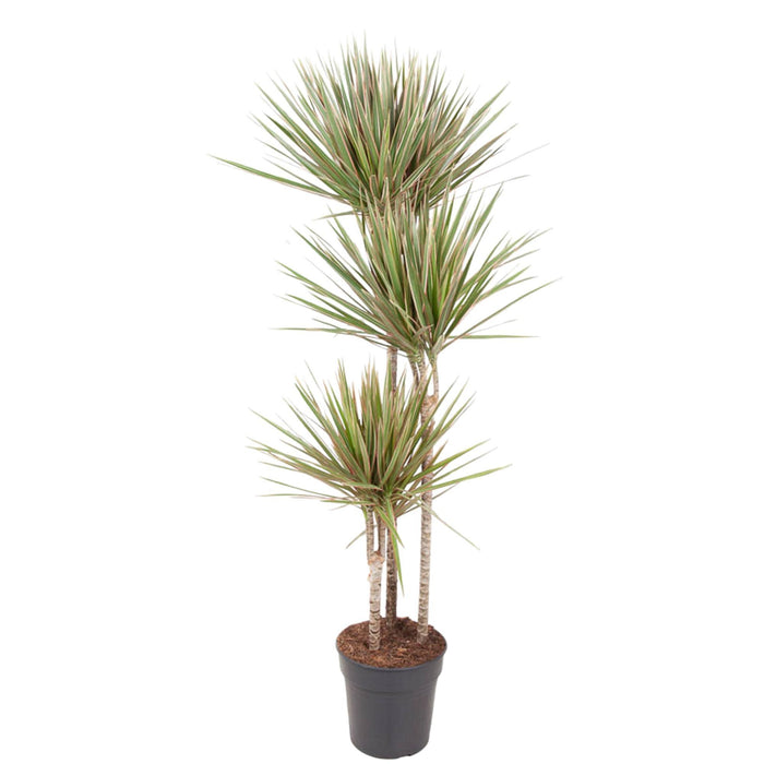 dracaena-bicolor-150-cm-o24