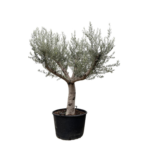 olea-europaea-cultivo-250cm-o80