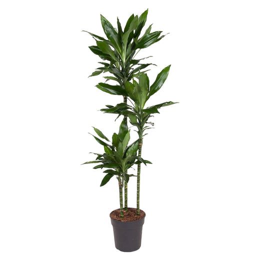 dracaena-janet-lind-160-cm-o24