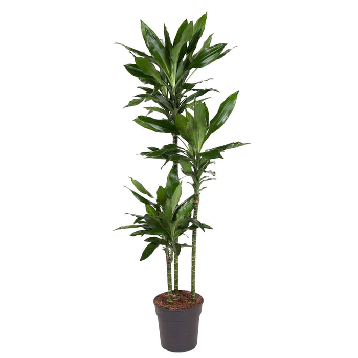 dracaena-janet-lind-160-cm-o24