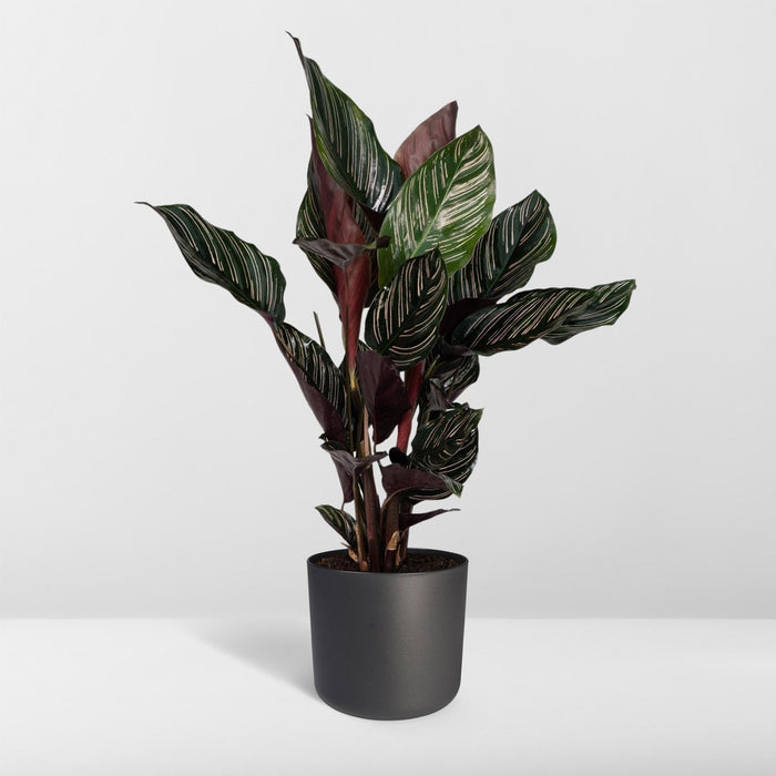 calathea-ornata-o14-50cm