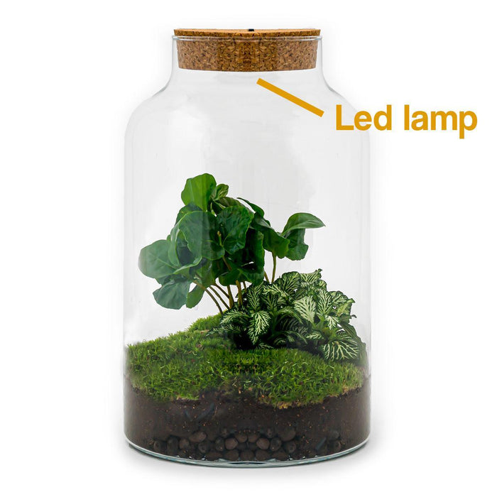 diy-terrarium-milky-coffea-met-lamp-↕-31-cm-rake-shovel