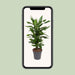 dracaena-janet-lind-o21cm-↕80cm