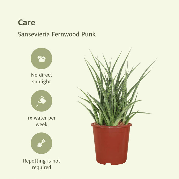 2x-sansevieria-fernwood-punk-vrouwentong-30cm-o12